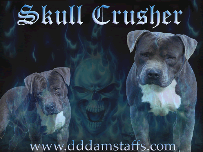 DDDawgs Skull Crusher